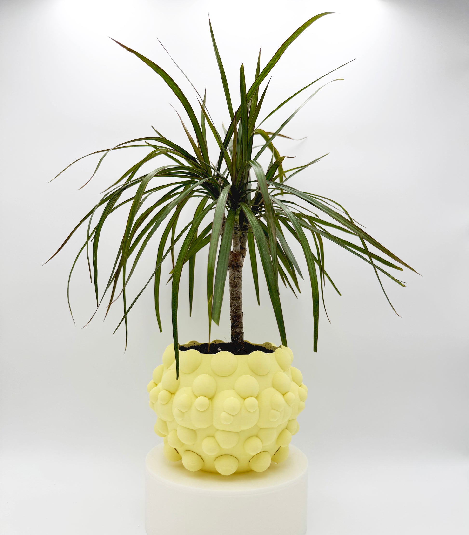Flower Pot ROUND & ROUND (Yellow soft).